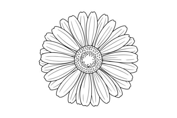 Download Gerbera Flower Drawing, Simple Beauty - Wing Collection